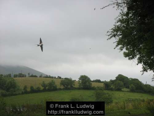 Swallows